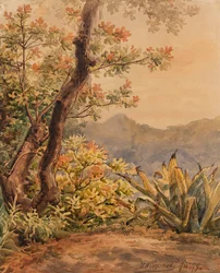 Paysage brésilien avec agave